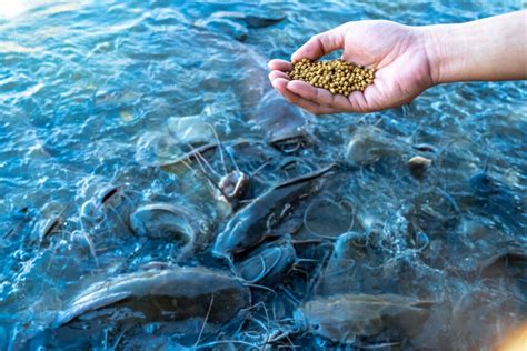 Fish & Aquatic Feed .